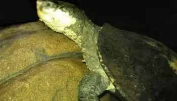 Elsey belogorlany, egy egyedülálló teknős, amely képes zsákmányt lélegezni, eltűnik